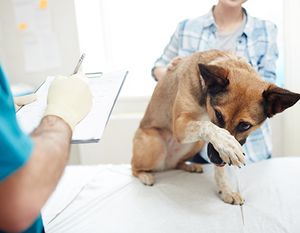 veterinary-scared-dog-AdobeStock_197751239 .jpg
