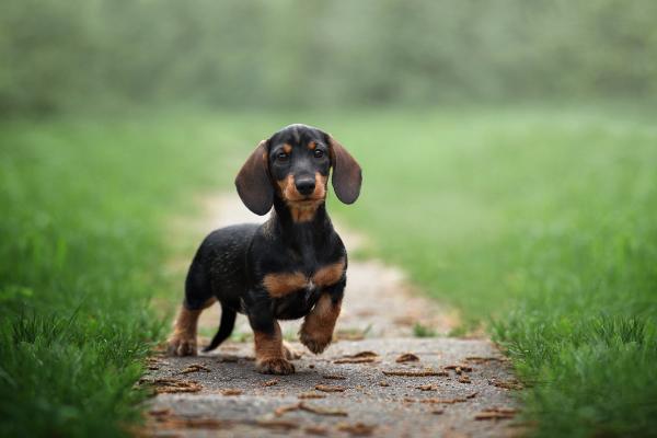 New IVDD treatment for small dogs shows success