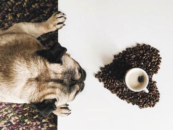 veterinary-coffee-beans-pug-450px-692959087.jpg