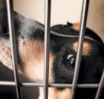 108195732_dog_kennel_cage_dog-746135-1384171580936.jpg
