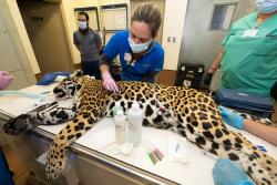 Jaguar undergoes anesthesia to determine cause of appetite loss