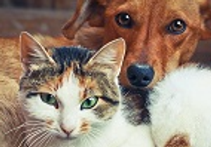 Cancer Drug Improves Survival in Dogs, Shows Potential for Human Use