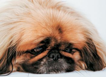 veterinary_pekingese_sad_sb10065668t-731454-1384184477047.jpg