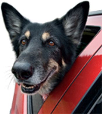 veterinary_tumblin_dog_1209-646875-1384407263264.jpg