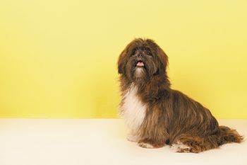veterinary-dog-lhasa-apso-450px-167834255.jpg