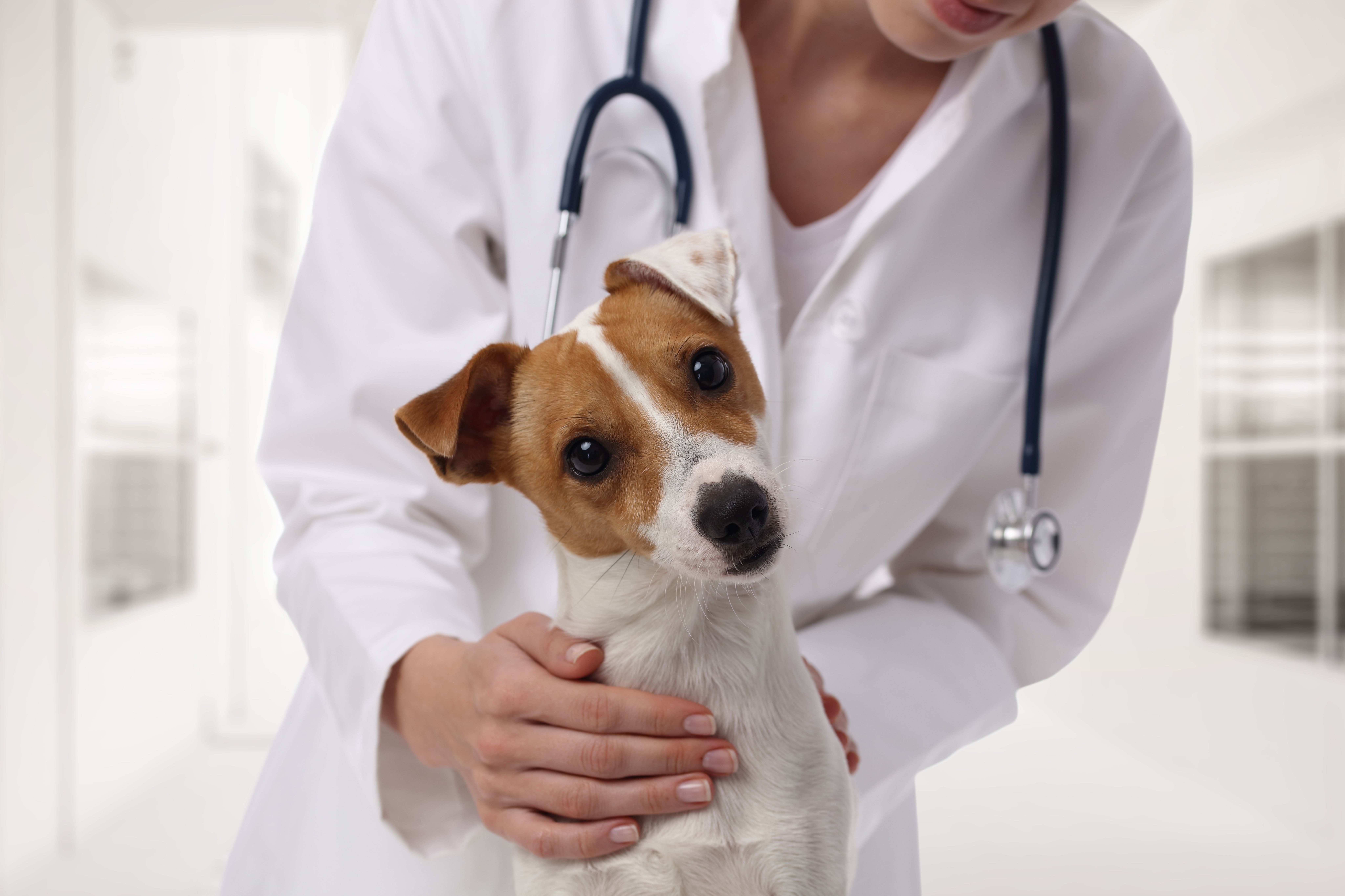 Ветеринарный врач это. Джек-Рассел-терьер ветеринар. Собака врач. Ветеринар с собакой. Собака в ветеринарной клинике.