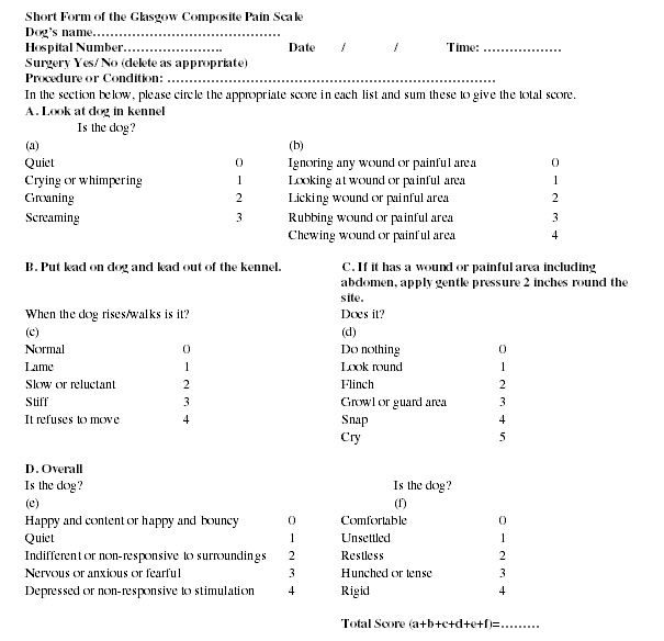 Recovery Concerns And Pain Scoring Proceedings Dvm 360