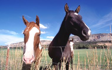 DVM_veterinarynews_horse_disease_flash.l_flash-723190-1384194321584.jpg