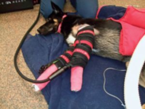 veterinary_0610_elbow_fig.1-682259-1384235318485.jpg
