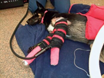 veterinary_0610_elbow_fig.1-682259-1384235318485.jpg
