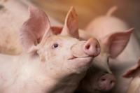 US regains pseudorabies-free status in commercial swine after Iowa lifts last restrictions