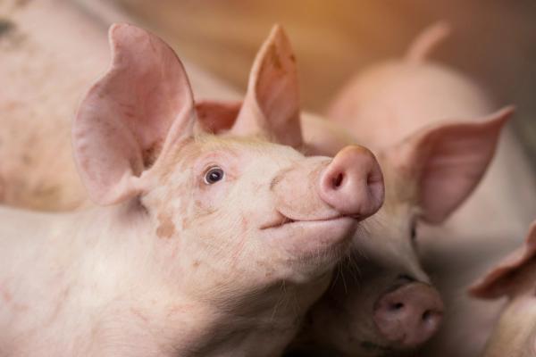 US regains pseudorabies-free status in commercial swine after Iowa lifts last restrictions