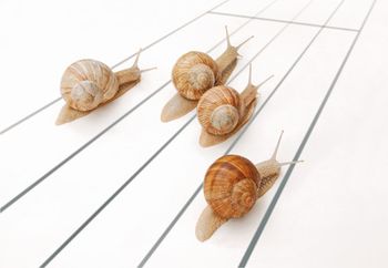 veterinary_snails_450px_172933197.jpg