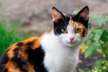 Calico cat