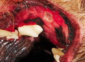 veterinary_Bellows_CUPS_9_450px.jpg