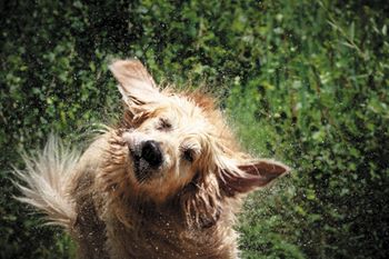 veterinary-splashing-around-beautiful-golden-retriever-shaking-off-water-450px-shutterstock-218340106.jpg