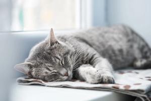 Renal transplants in cats