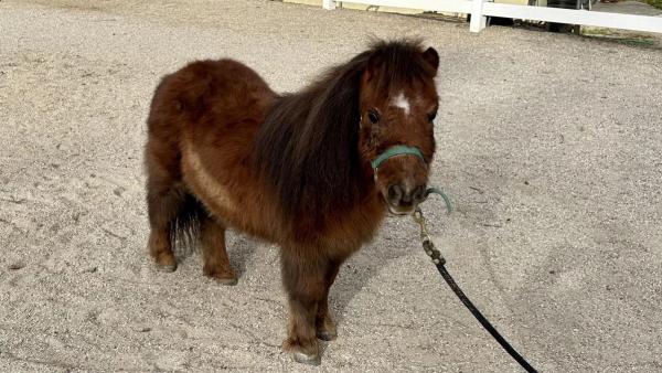 A miniature horse, colic, and a large obstruction that evaded imaging