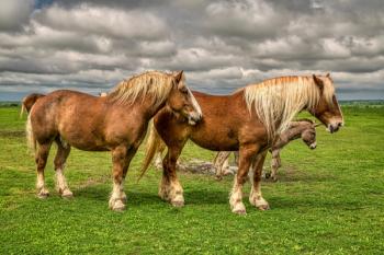 Belgian draft horses
