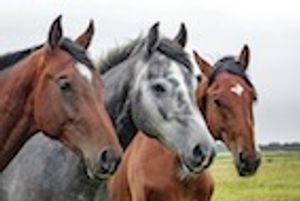 The Benefits of Equine Massage Therapy