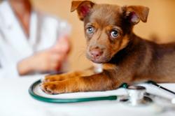 3 Must-reads on veterinary heart disease