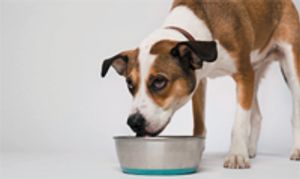 veterinary_water_dog_fl0311_86545015-711774-1384192976378.jpg