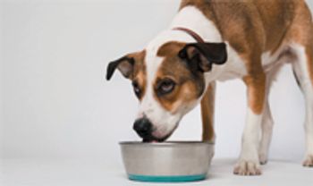 veterinary_water_dog_fl0311_86545015-711774-1384192976378.jpg