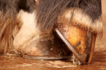 veterinary-horse-hoof-hooves-shoes-127742308-816472-1382796275558.jpg