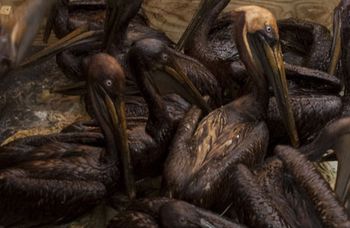 oil_spill_veterinary-684238-1384219963923.jpg