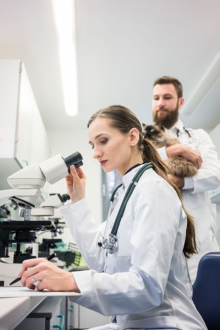 veterinary-lab-technician-cytology-microscope-AdobeStock_218010851_450.jpg