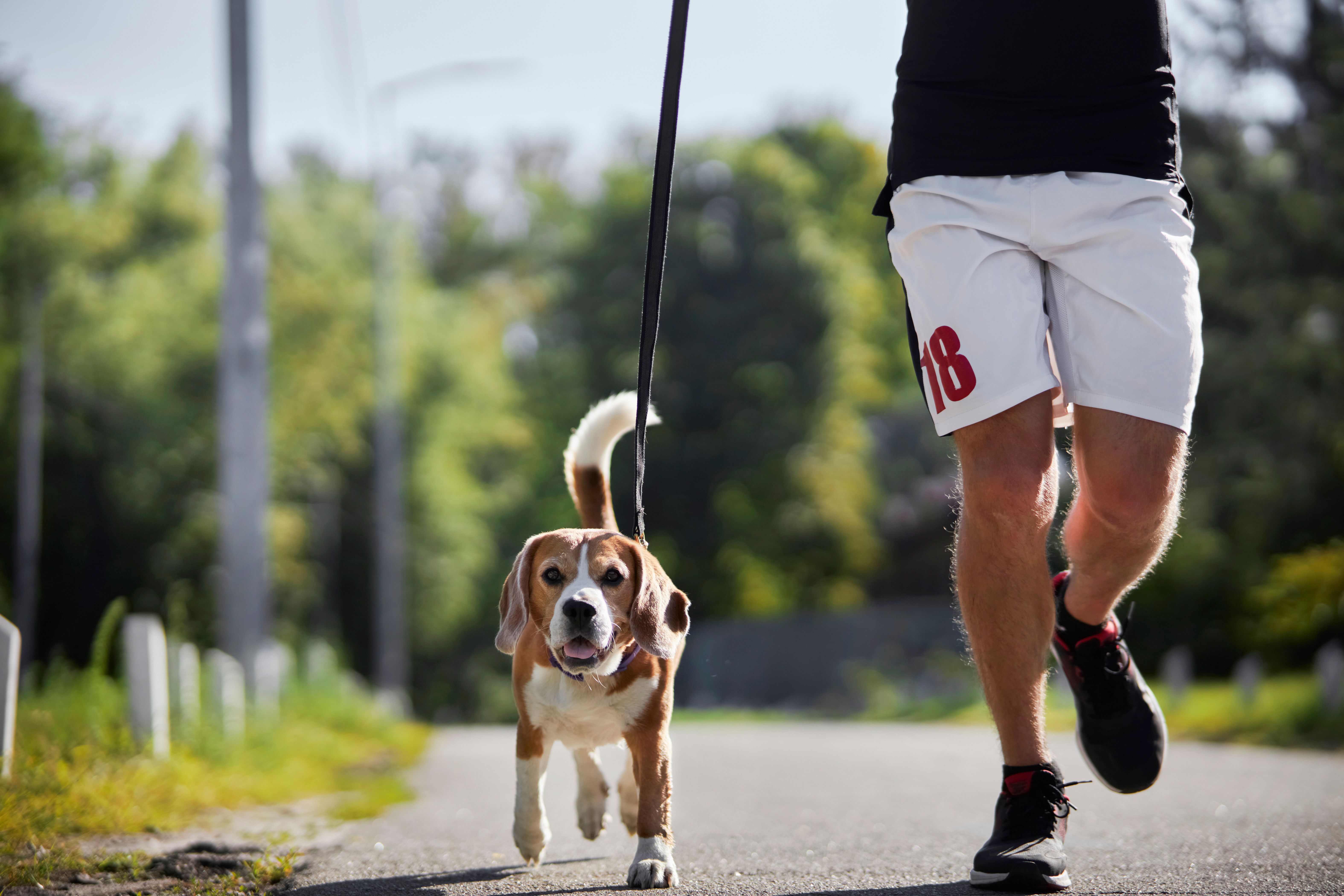 LSU veterinary school hosts Hill’s Great Rover Road | dvm360