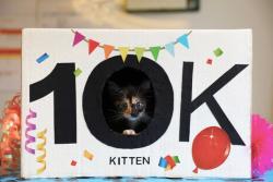 ASPCA celebrates caring for 10,000th foster kitten in Los Angeles County