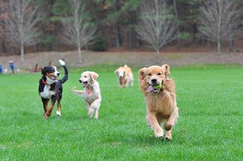 Veterinary-Morris-DataCommons-body.jpg