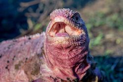 Hope for critically endangered pinkish  iguana 