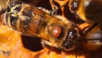 Varroa mites and honeybees
