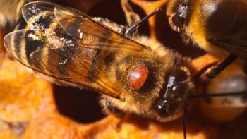 Varroa mites and honeybees