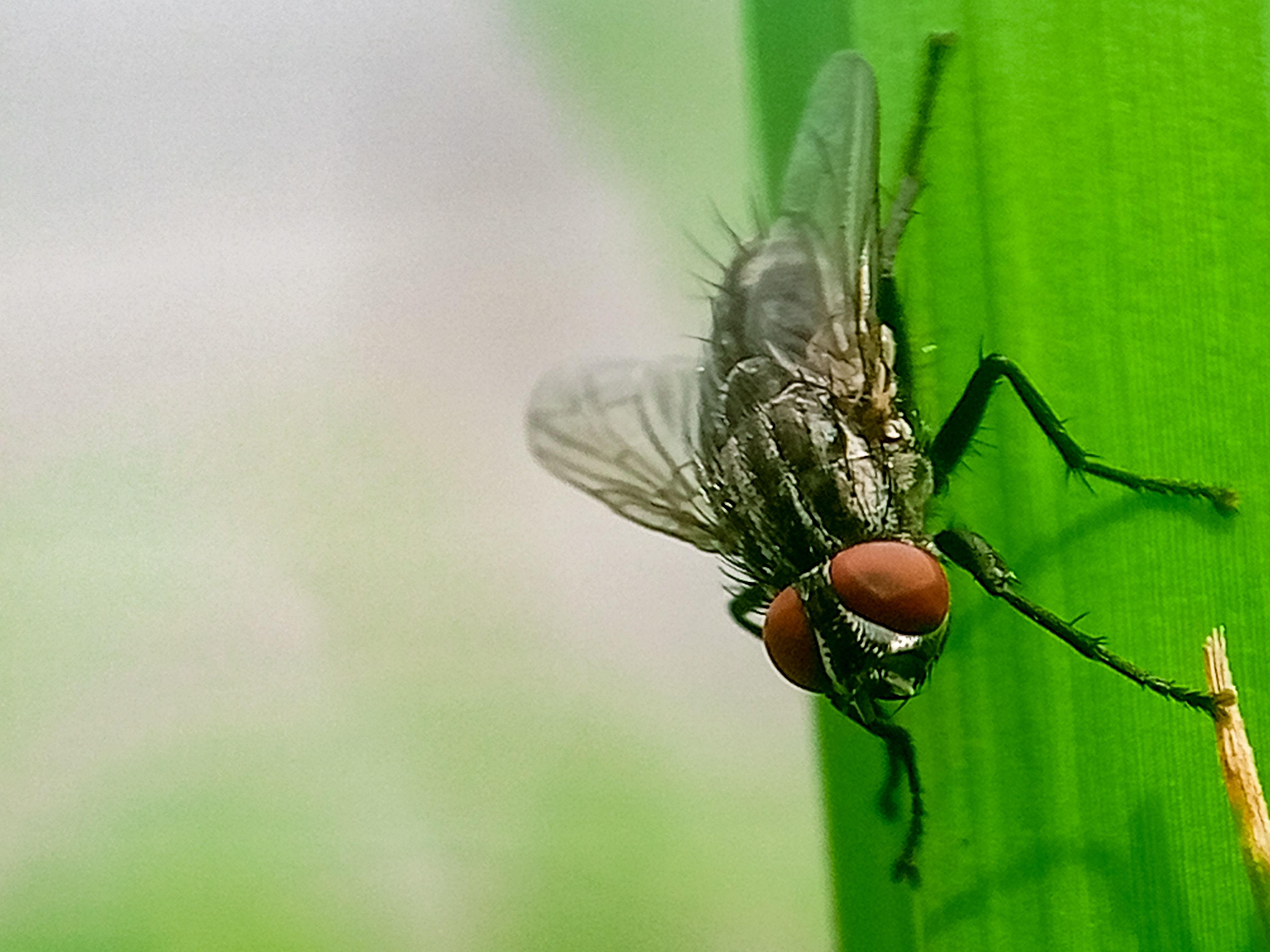 <![CDATA[US prepares to import New World screwworm treatment from Brazil as cases approach border]]>