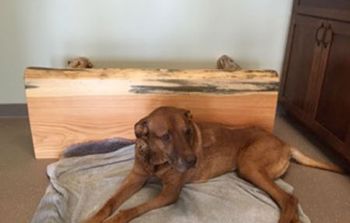 veterinary-DownDog-brunke.jpg