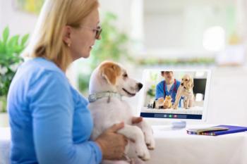 telehealth consultation with veterinarian 