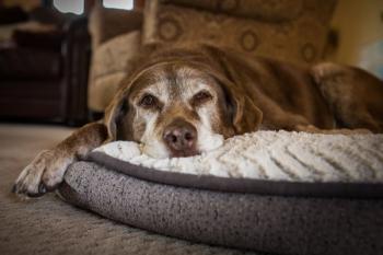 The heart of hospice: How veterinary technicians make end-of-life care work