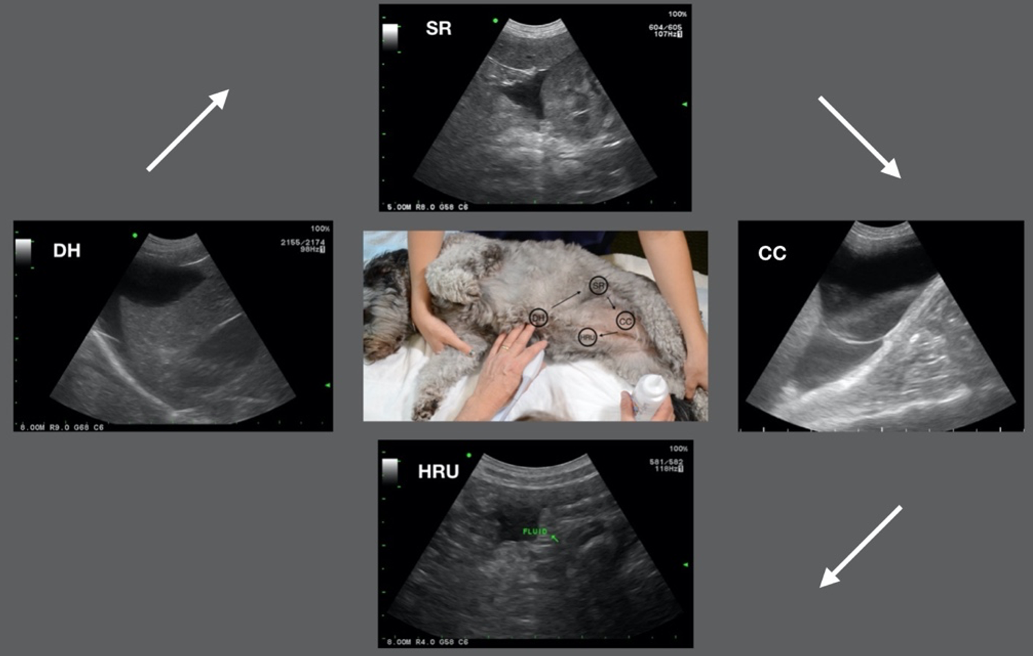 how long should a dog fast before ultrasound