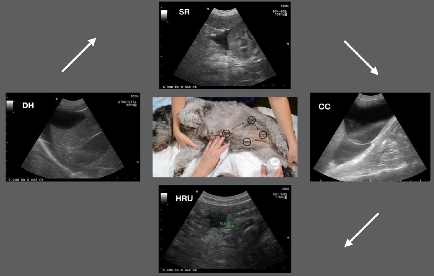 how much does a dog ultrasound cost