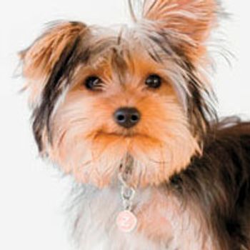 veterinary-dog-yorkies-5-urogenital-220-200.jpg