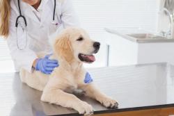 Veterinary Anesthesia Nerds cover common drug myths  