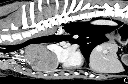 Thymoma In An 11 Year Old Dog Radiology Perspective
