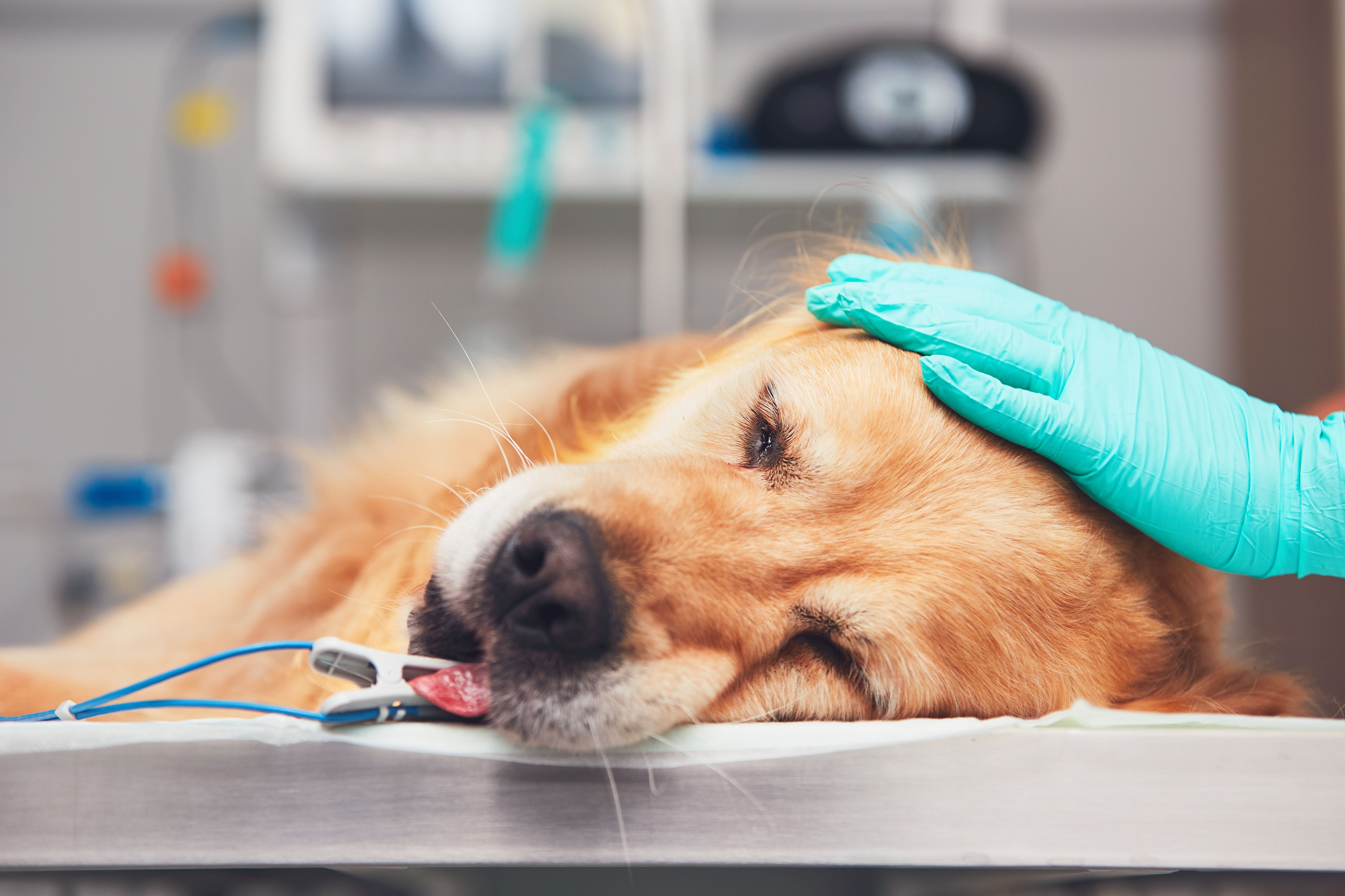 Pet clinic. Собака в ветеринарной клинике.