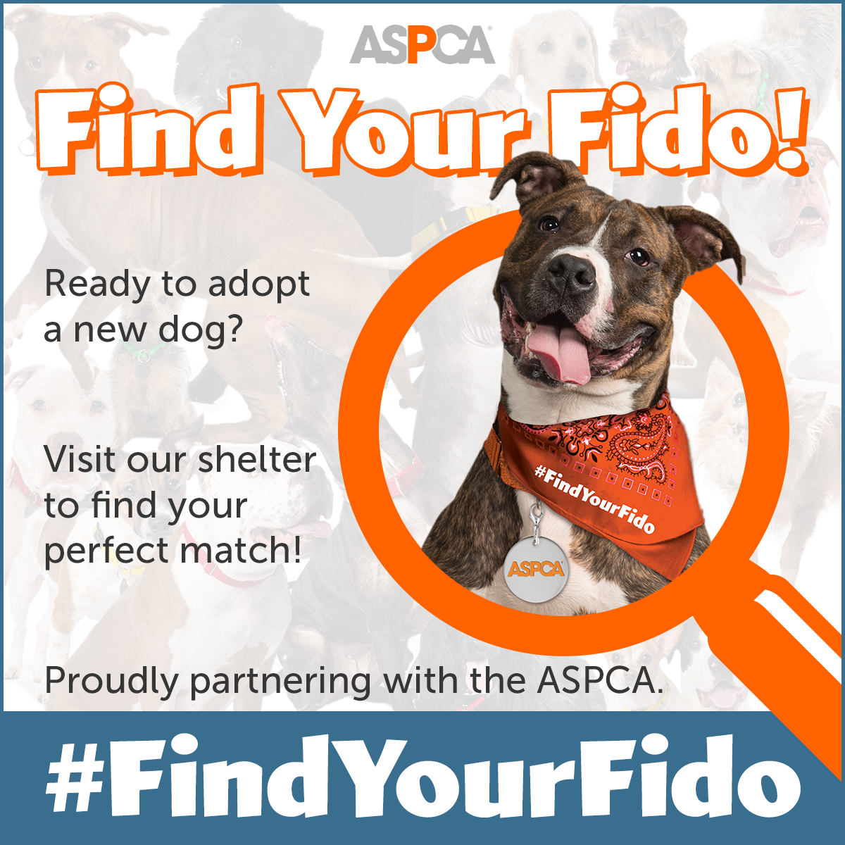 Find Your Fido During Adopt A Shelter Dog Month