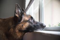 Canine separation anxiety in the post-pandemic era