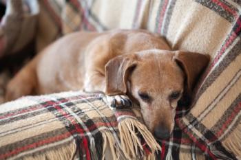 old weenie dog
