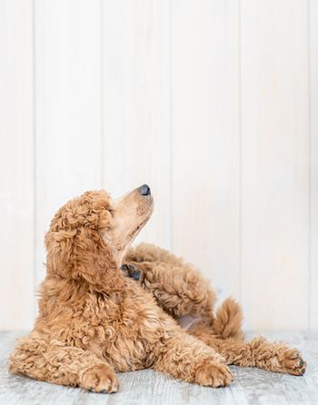 veterinary-poodle-itching-ear_AdobeStock_264910710-450.jpg